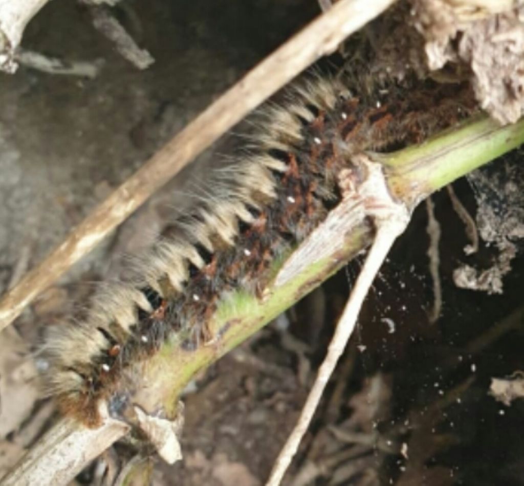 Lasiocampa quercus? S�